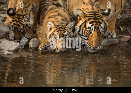 Le tigri del Bengala (Panthera tigris tigris), tigre con i suoi giovani cubs acqua potabile da un piccolo stagno, Ranthambhore National Park Foto Stock