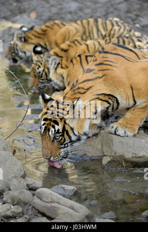 Le tigri del Bengala (Panthera tigris tigris), tigre con i suoi giovani cubs acqua potabile da un piccolo stagno, Ranthambhore National Park Foto Stock