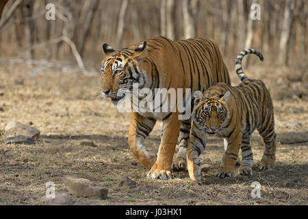 Royal le tigri del Bengala (Panthera tigris tigris), madre e piccolo cub, passeggiate in secco di foreste di latifoglie di Ranthambhore Foto Stock