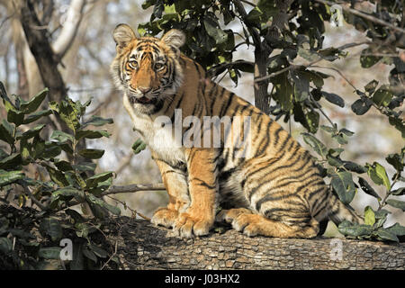 Royal tigre del Bengala (Panthera tigris tigris), cub seduto sul tronco di un albero, Ranthambhore National Park, Rajasthan, India Foto Stock