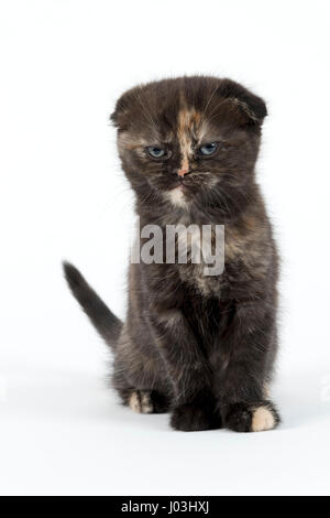 Scottish Fold, Scottish Fold (Felis silvestris catus), croccante Cat, gattino, età di sei settimane, colore nero tortie Foto Stock