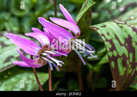 Erythronium dens-canis lascia il cane-dente-violetto o il dogtooth violetto Foto Stock