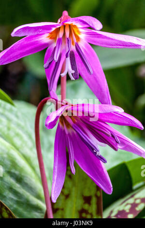 Erythronium dens-canis dogtooth viola Foto Stock