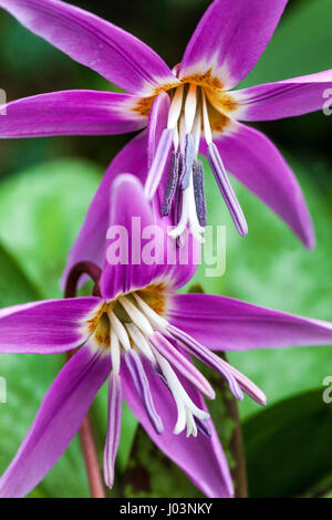 Erythronium tens-canis, cane dente-violetto o dogtooth violetto Foto Stock