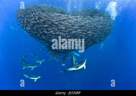 Azzorre, Portogallo: Heart-warming fotografie di pesci e delfini come hanno messo su un romantico display subacquea appena in tempo per San Valentino. Inizialmente questi simpatici immagini presentano una torsione sinistre come il gruppo di delfini hanno arrotondato il a forma di cuore la scuola per un gustoso pesce-cena. Le riprese sono state catturate da Christopher Swann (59) nelle Azzorre, Portogallo. Egli ha usato una Nikon D700 e Ikelite custodia subacquea. Christopher Swann / mediadrumworld.com Foto Stock