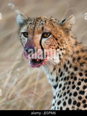 Ritratto di un ghepardo. Primo piano. Kenya. Tanzania. Africa. Parco nazionale. Serengeti. Maasai Mara. Foto Stock