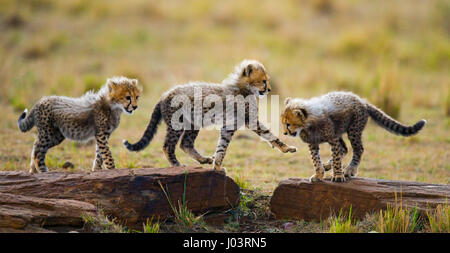 I cuccioli di ghepardo giocano l'uno con l'altro nella savana. Kenya. Tanzania. Africa. Parco nazionale. Serengeti. Maasai Mara. Foto Stock