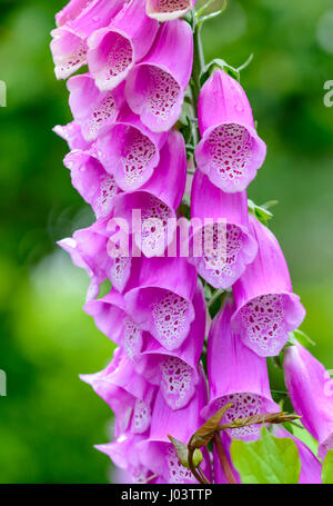 Viola Foxglove comune impianto (Digitalis purpurea "Alba") cresce in estate precoce nel West Sussex, in Inghilterra, Regno Unito. Foto Stock