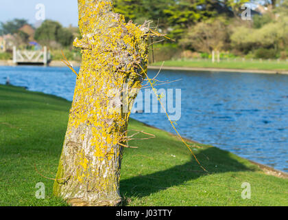 Unico tronco coperto con il lichen con acqua in un parco. Foto Stock