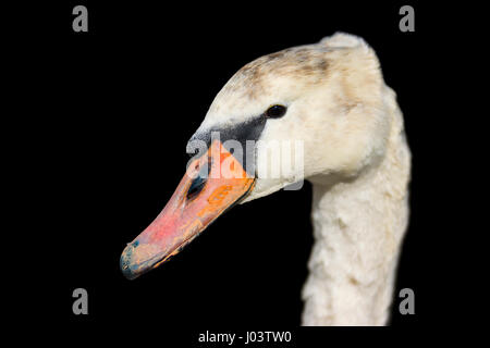 Chiudere fino a capo di un bianco Cigno (Cygnus olor) su uno sfondo nero. Foto Stock