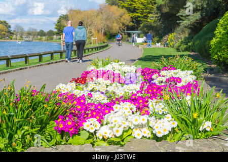Fiore di primavera letto da un lago nel Parco Mewsbrook, Littlehampton, West Sussex, in Inghilterra, Regno Unito. Foto Stock