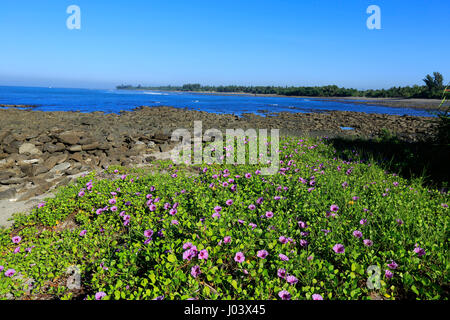 Kalmi di campo dei fiori al Saint Martin's Island, localmente noto come Narikel Jinjira, è la sola isola di corallo e uno dei più famosi luoghi di interesse turistico o Foto Stock