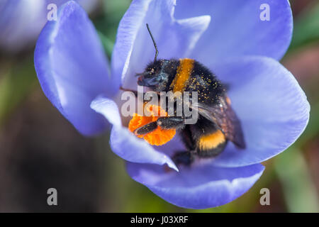 Bumblebee dopo l'ibernazione raccoglie il polline sui primi fiori nel giardino Foto Stock