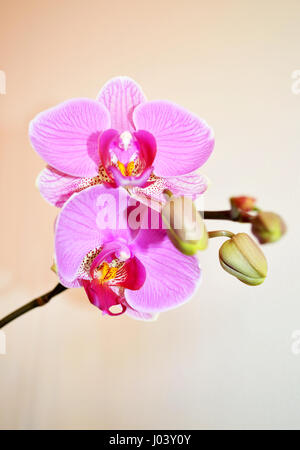 Close up di rosa Phalaenopsis orchid blossoms contro uno sfondo bianco Foto Stock