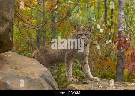 (Lynx Lynx lynx) Captive lynx maschio circa dieci anni. Foto Stock