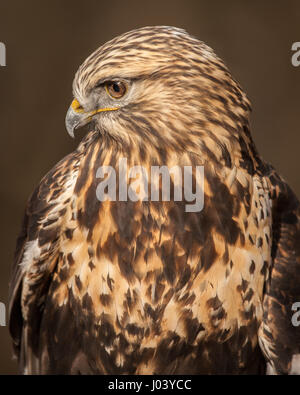 Rough-zampe Hawk Foto Stock