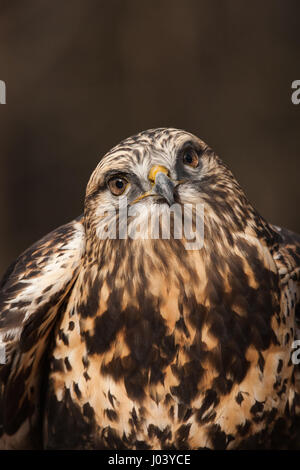Rough-zampe Hawk Foto Stock