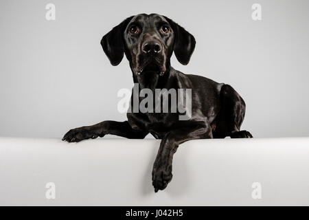 Donna Black Labrador Retriever, fotografata nel Regno Unito. Foto Stock