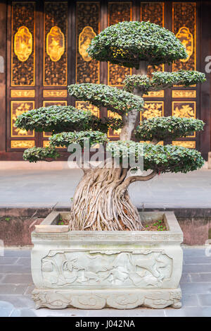 Bonsai nella parte anteriore di un tempio a Chengdu Cina Foto Stock