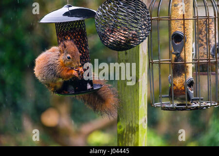 Un cheeky Red scoiattolo (Sciurus vulgaris) alimentazione su Peanut con uno scoiattolo a prova di alimentatore di sementi appeso una tabella di uccelli in un giardino interno. Wales UK Foto Stock