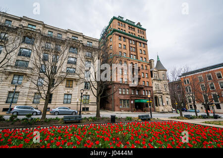 Tulipani e edifici storici lungo Charles Street a Mount Vernon, Baltimore, Maryland. Foto Stock