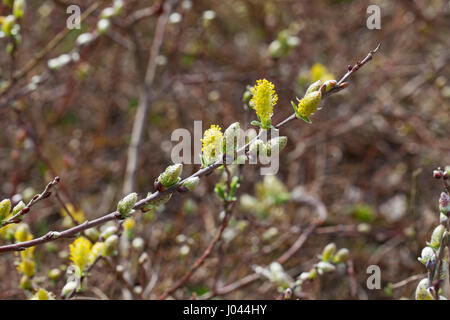 Creeping willow Salix repens in dune lasco Dune Aberffraw SSSI Anglesey Wales UK Aprile 2016 Foto Stock