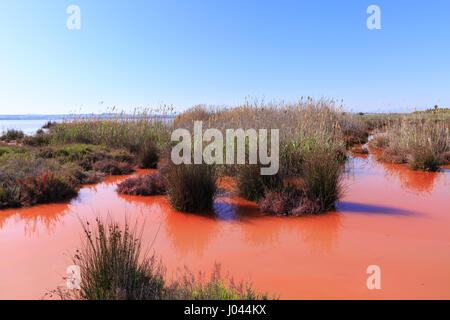 Il lago rosa di Torrevieja, Parque Natural de las Lagunas de La Mata y Torrevieja, Spagna Foto Stock
