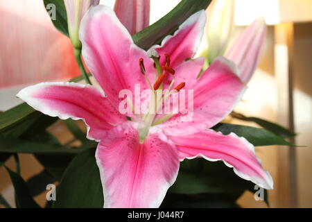 Giglio colore rosa Closeup Foto Stock