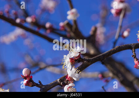 Hummingbird insetto su fiori albicocca al tramonto Foto Stock