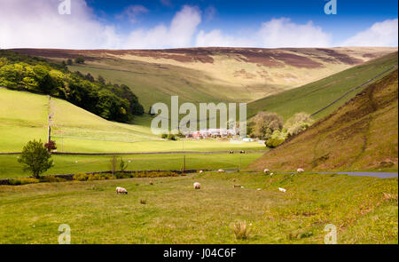 Pecore al pascolo nei pascoli della valle dell'acqua Leithin, vicino Innerleithin, sotto le colline Moorfoot in Scozia meridionale dell'altopiano. Foto Stock