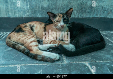 Due simpatici gatti di dormire sulla strada. Lazy cat. Lazy street gatti crogiolarsi al sole. Migliori amici insieme. Amici per sempre i gatti. Foto Stock