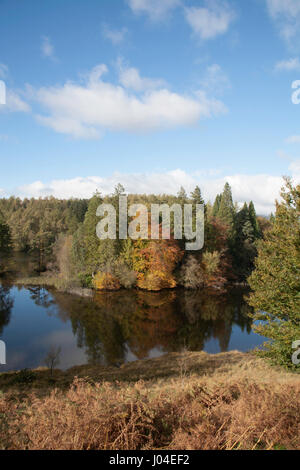 La costa boscosa del Tarn Hows su una luminosa giornata autunnale che giace tra Coniston e Ambleside Lake District Cumbria Inghilterra England Foto Stock