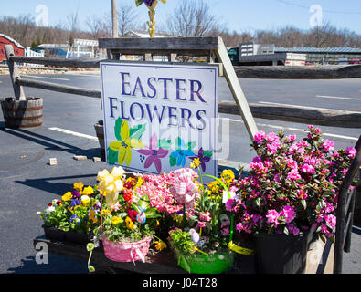 Segno a una fattoria di vendita del mercato dei fiori di Pasqua Foto Stock