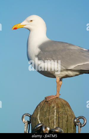 Aringa gabbiano appollaiato su un post Foto Stock