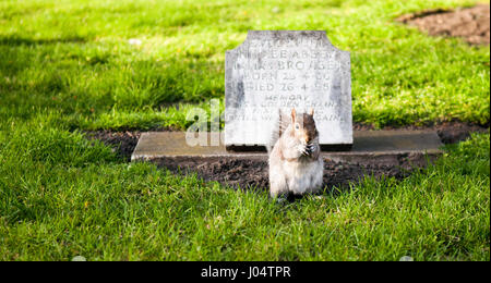 Londra, Inghilterra - 11 Aprile 2010: uno scoiattolo grigio mangiare mentre appollaiato accanto ad una piccola tomba in pietra di San Paolo sagrato, Deptford. Foto Stock