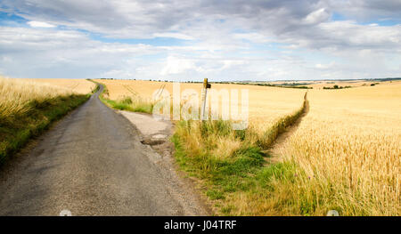 Un sentiero taglia attraverso le colture in terreno agricolo coltivabile di South Cambridgeshire, Inghilterra. Foto Stock