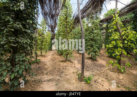 Fattoria di pepe, Kampot, Cambogia, Asia Foto Stock