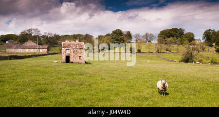 Una pecora solitario in un campo di Teesdale in Inghilterra la contea di Durham. Foto Stock