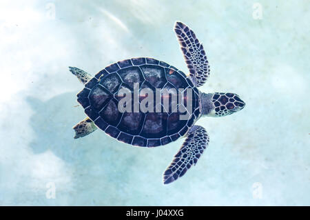 Baby turtle essendo favorito in un pool prima del rilascio in natura. Cancun, Messico. Foto Stock