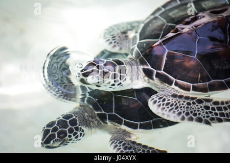 Baby turtle essendo favorito in un pool prima del rilascio in natura. Cancun, Messico. Foto Stock