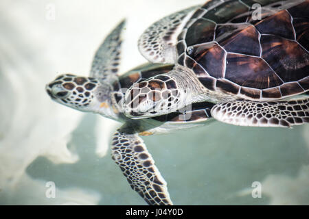 Baby turtle essendo favorito in un pool prima del rilascio in natura. Cancun, Messico. Foto Stock