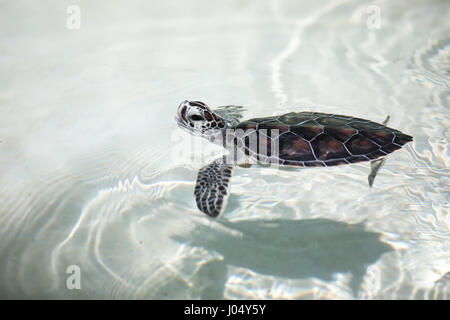 Baby turtle essendo favorito in un pool prima del rilascio in natura. Cancun, Messico. Foto Stock