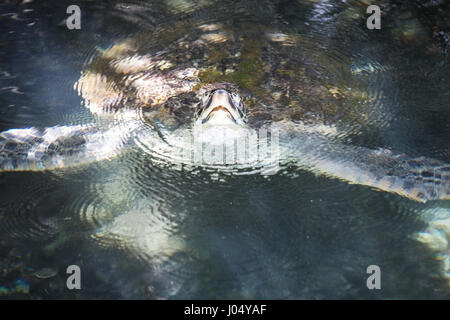 Adulto in un stagno. Cancun, Messico. Foto Stock