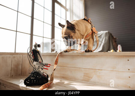 In mano. Foto del profilo di divertenti cane piombo da indossare in piedi sul gradino superiore mentre lo sguardo sul giocattolo Foto Stock
