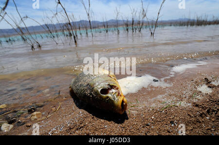 Il lago Mead, Nevada, Stati Uniti d'America. 12 Giugno, 2013. Una carpa morto giace lungo il litorale a Stewarts punto del Lake Mead National Recreation Area Giugno 12, 2013, vicino a Overton, Nevada. Le autorità sono Avviso di persone al fine di evitare la Overton sezione braccio del Lago Mead dopo i funzionari del parco trovati morti di carpe e una misteriosa schiuma vi. La schiuma è apparso essere proveniente dalla bocca del fiume vergine e tesa a circa 8 miglia giù per Echo Bay. Credito: David Becker/ZUMA filo/Alamy Live News Foto Stock