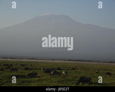 Amboseli National Park nel sud, al confine con la Tanzania, è una delle destinazioni più popolari in Kenya, 2 marzo 2017. Nella fotografia di gnus e zebre possono essere visti sullo sfondo del monte Kilimanjaro. Foto: Klaus Blume/dpa Foto Stock