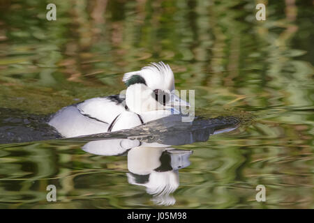 Maschio (Smew Mergellus albellus) Nel piumaggio di allevamento Foto Stock