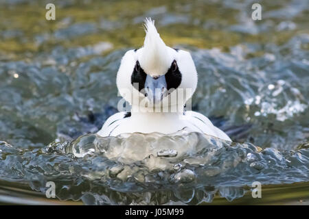 Vista frontale con testa di Smew maschio (Mergellus albellus) Nel piumaggio di allevamento Foto Stock