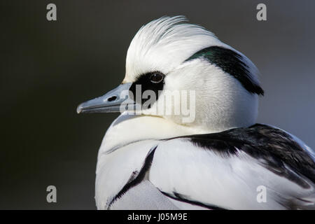 Ritratto di un maschio Smew (Mergellus albellus) in pieno piumaggio di allevamento. Foto Stock