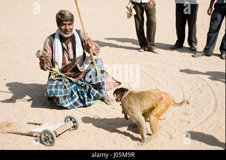 Scimmia dimostrano, pushkar fair, Rajasthan, India, Asia Foto Stock